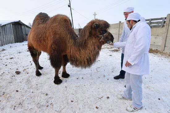 Urals State Veterinary Medical Academy