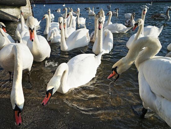 Swans overwinter in Baltiisk harbor