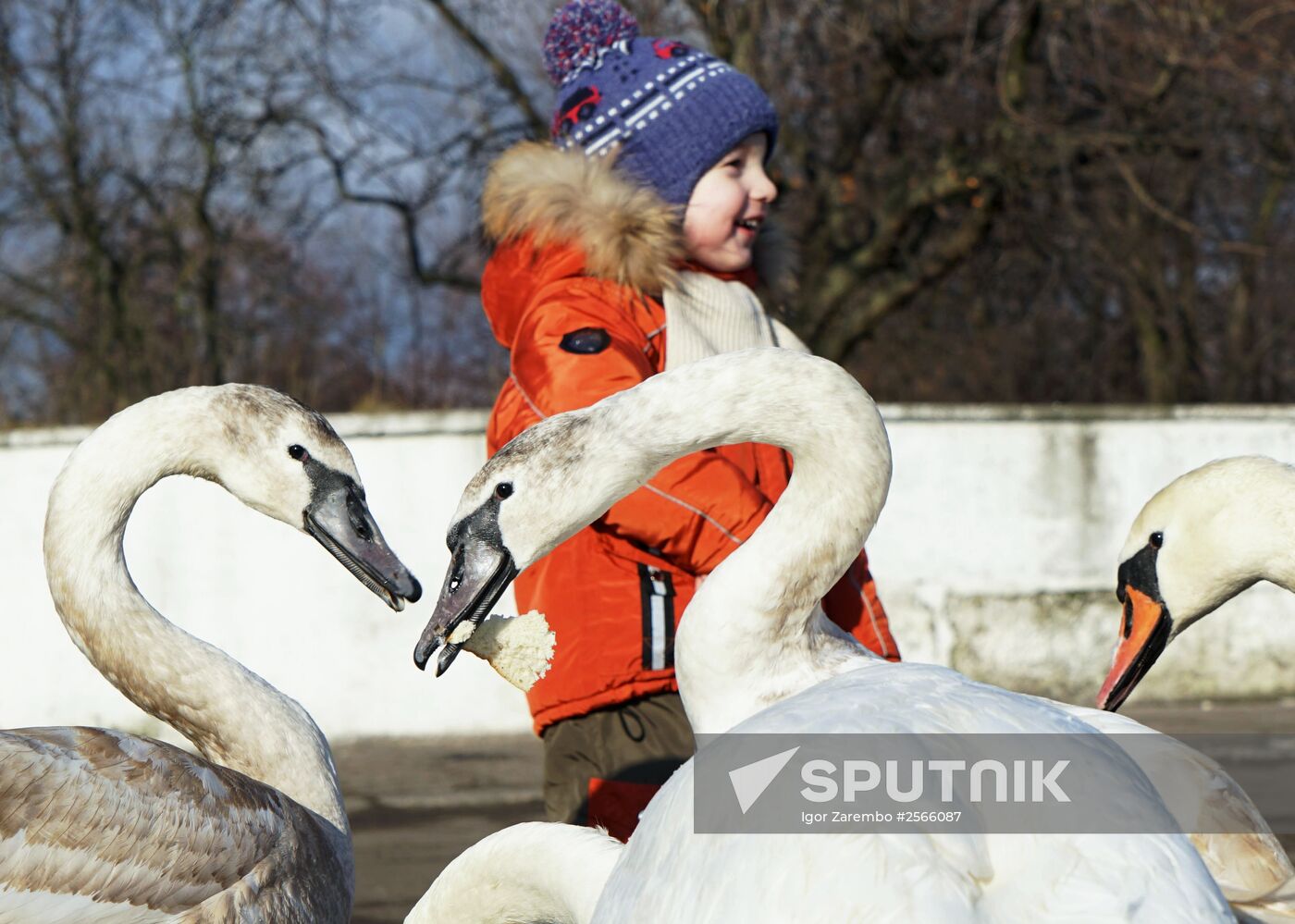 Swans overwinter in Baltiisk harbor