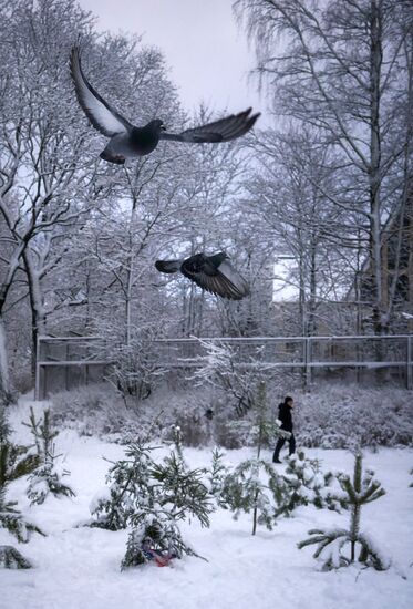 Winter fun in St. Petersburg