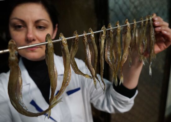 Fish processing plant in Kaliningrad Region