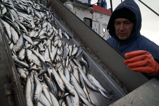 Fish processing plant in Kaliningrad Region