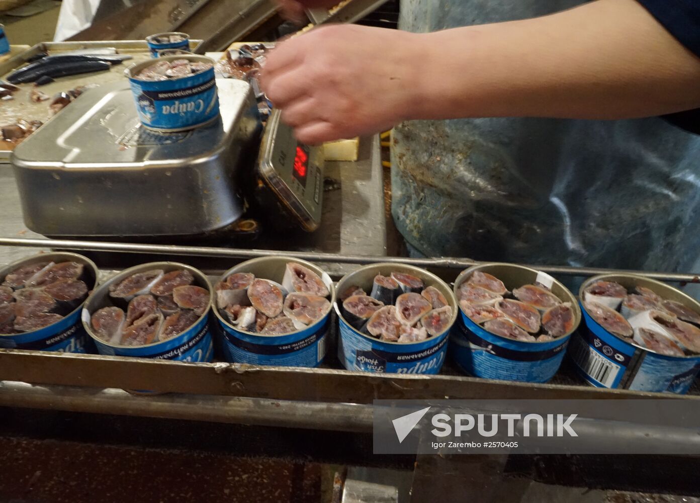 Fish processing plant in Kaliningrad Region