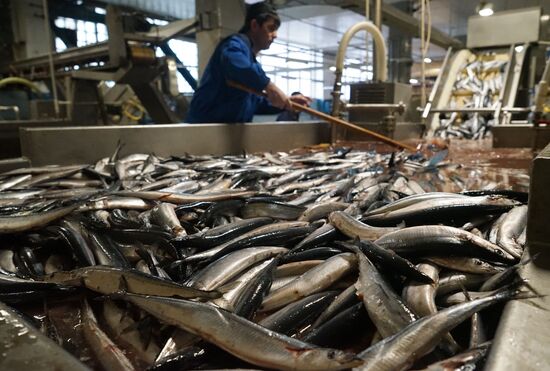 A fish processing plant in the Kaliningrad Region