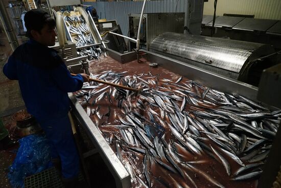 A fish processing plant in the Kaliningrad Region