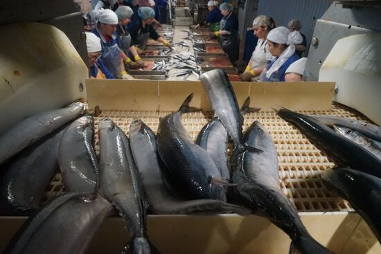 A fish processing plant in the Kaliningrad Region