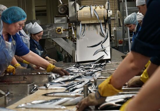 A fish processing plant in the Kaliningrad Region