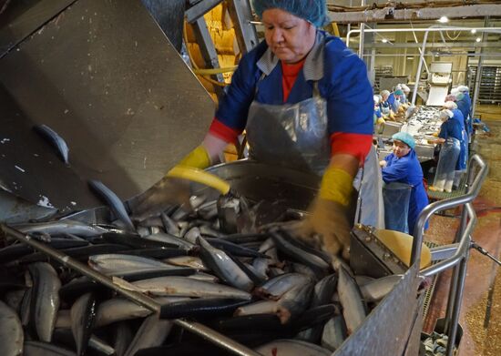 A fish processing plant in the Kaliningrad Region