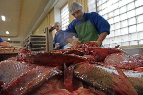 A fish processing plant in the Kaliningrad Region