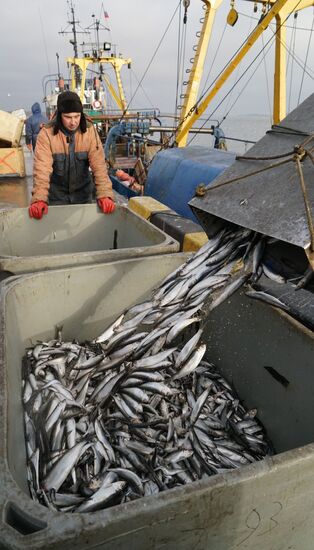 A fish processing plant in the Kaliningrad Region