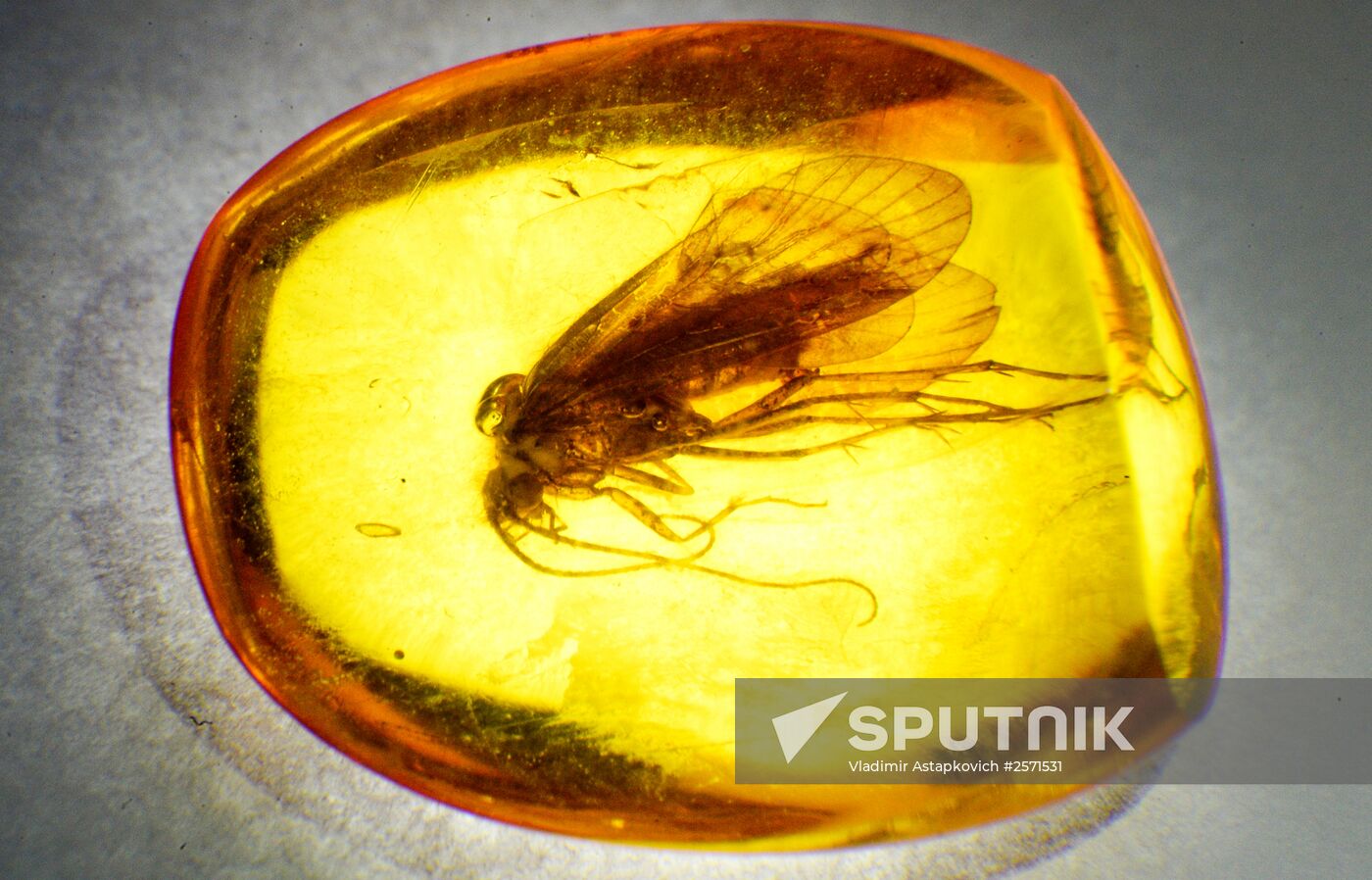Amber with insect inclusions displayed at Vernadsky Geological Museum