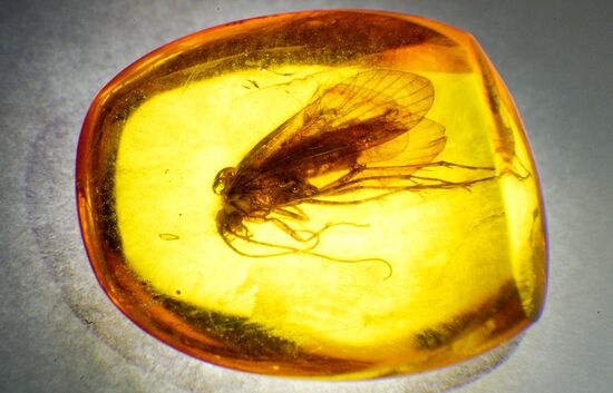 Amber with insect inclusions displayed at Vernadsky Geological Museum