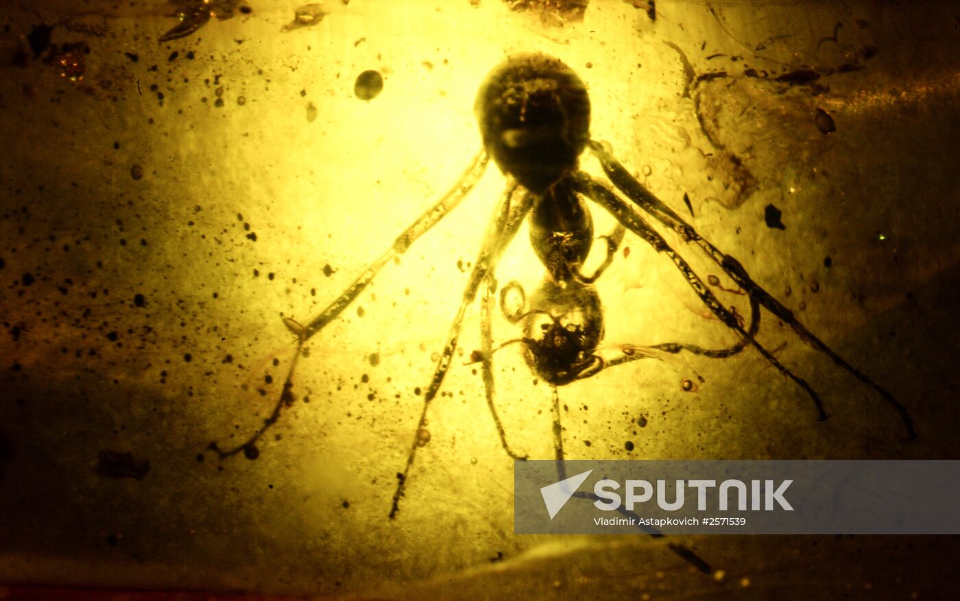 Amber with insect inclusions displayed at Vernadsky Geological Museum