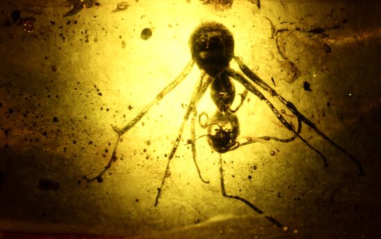 Amber with insect inclusions displayed at Vernadsky Geological Museum