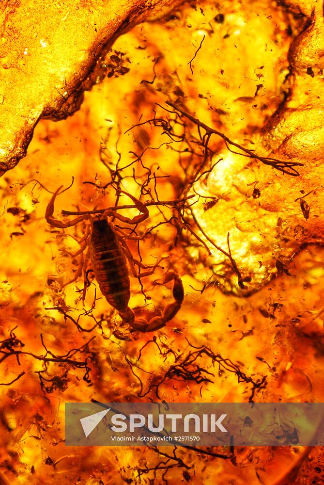 Amber with insect inclusions displayed at Vernadsky Geological Museum