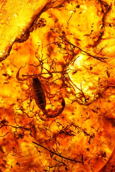 Amber with insect inclusions displayed at Vernadsky Geological Museum