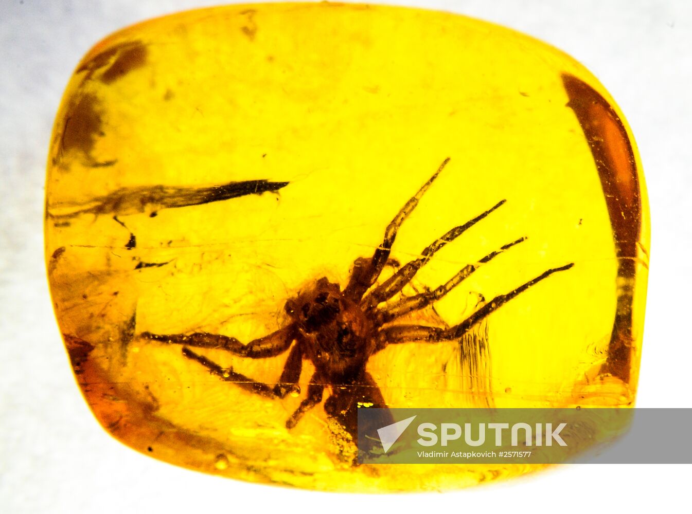 Amber with insect inclusions displayed at Vernadsky Geological Museum