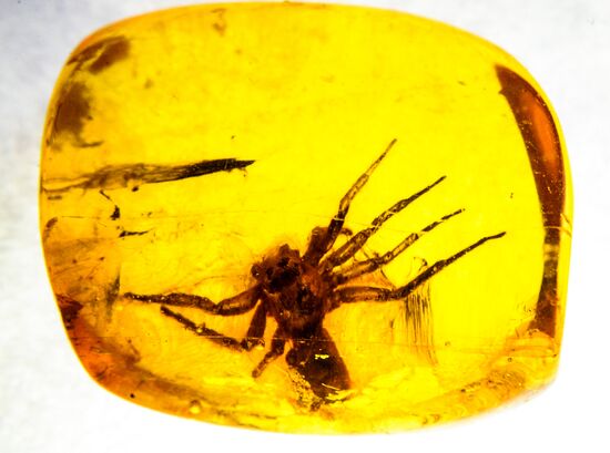 Amber with insect inclusions displayed at Vernadsky Geological Museum