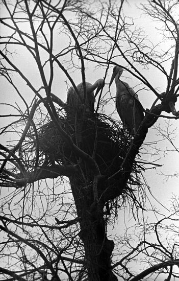 Stork family