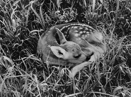 Roe deer