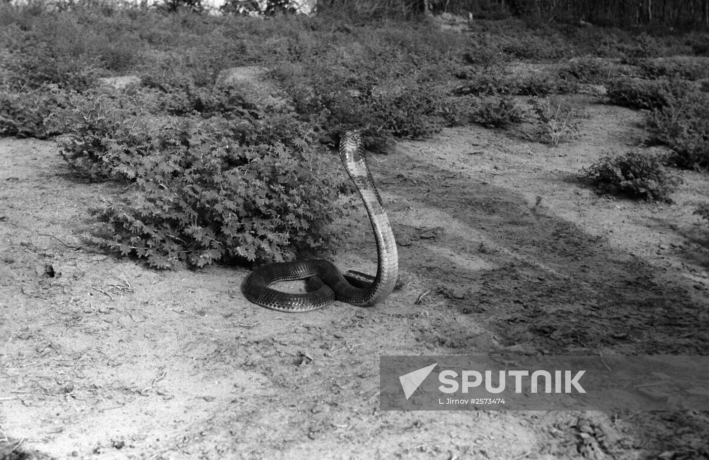 Cobra