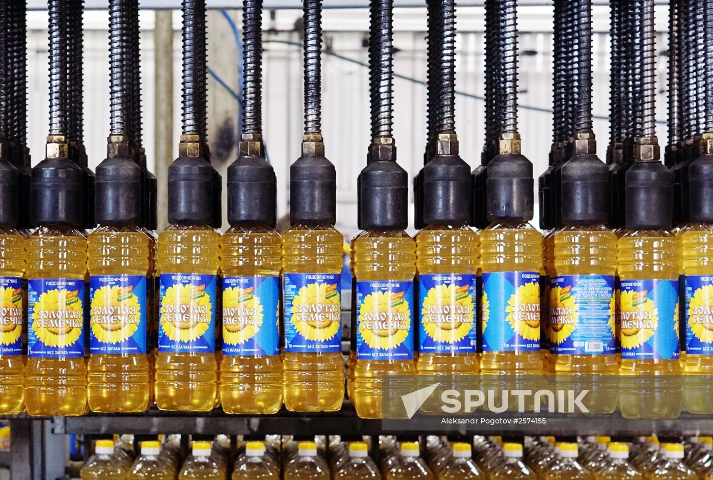 Producing Zolotaya Semechka (Golden Seed) sunflower oil in Rostov-on-Don