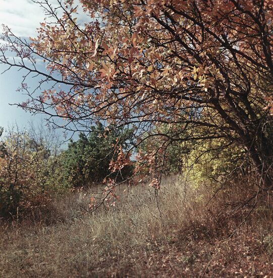 Golden autumn
