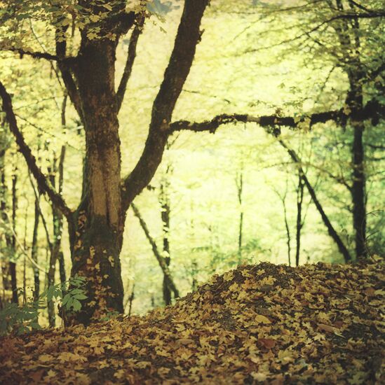 Golden autumn