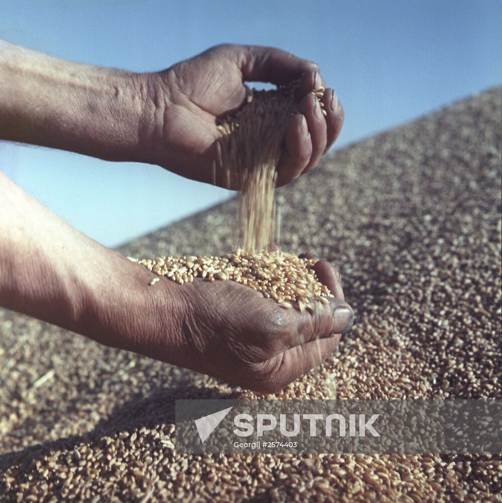 Harvested wheat