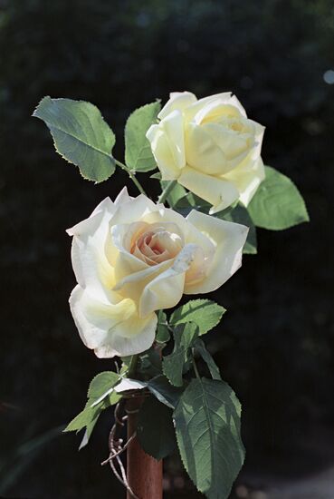 Tea rose