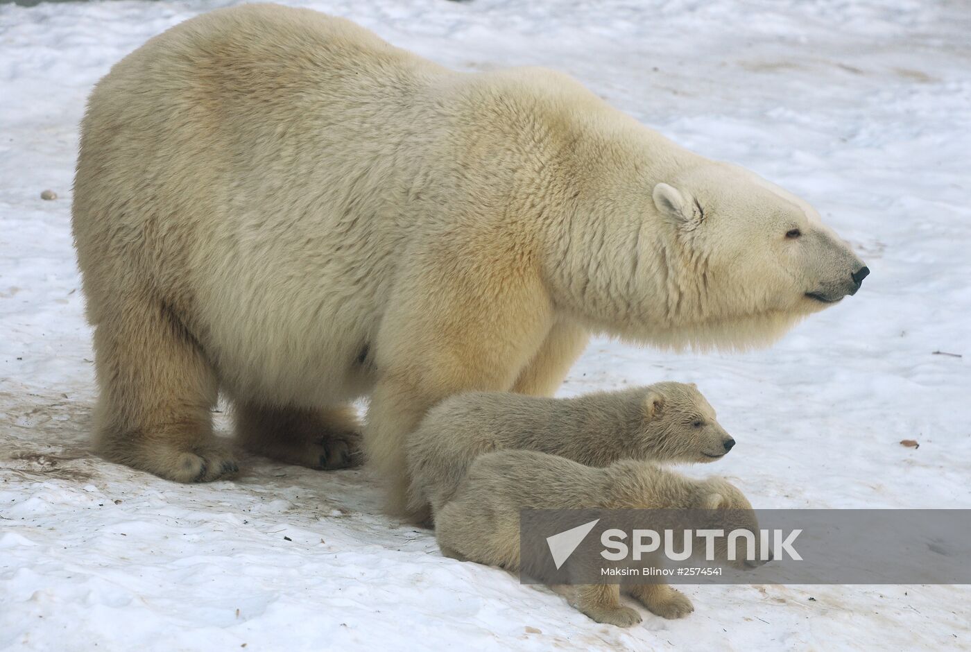 Polar bear cubs born at Moscow Zoo