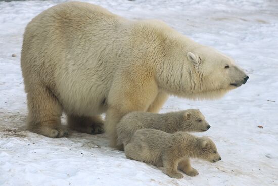 Polar bear cubs born at Moscow Zoo