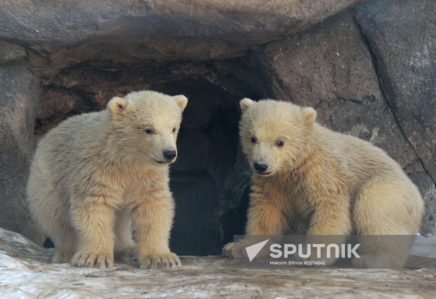 Polar bear cubs born at Moscow Zoo
