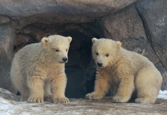 Polar bear cubs born at Moscow Zoo