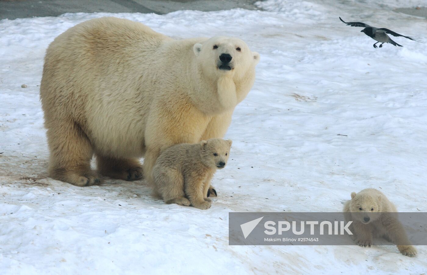 Polar bear cubs born at Moscow Zoo