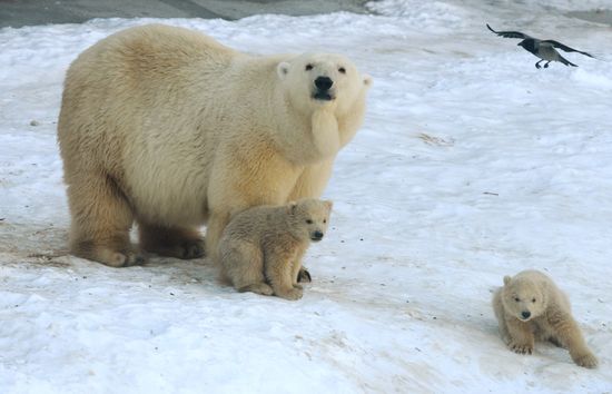 Polar bear cubs born at Moscow Zoo