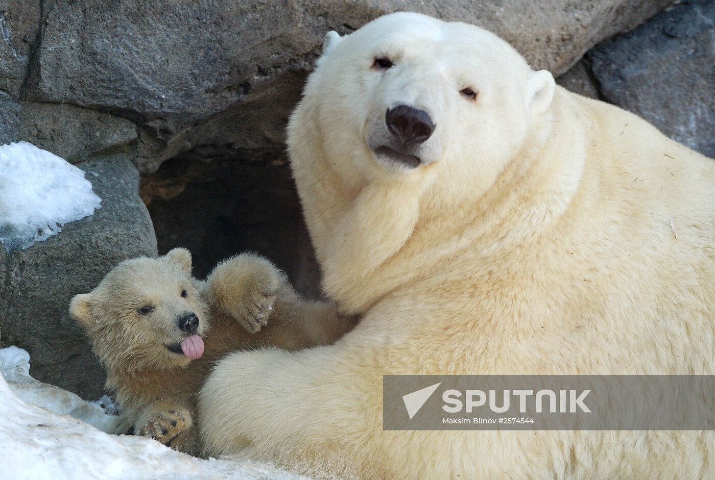 Polar bear cubs born at Moscow Zoo