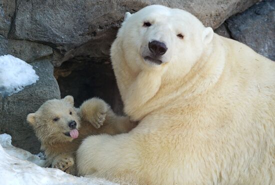 Polar bear cubs born at Moscow Zoo
