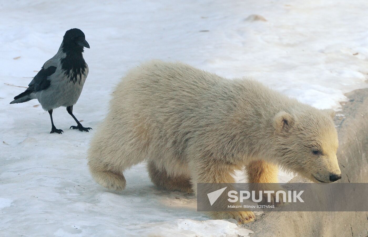 Polar bear cubs born at Moscow Zoo