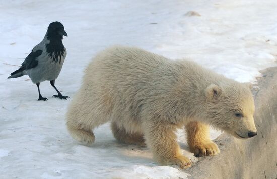 Polar bear cubs born at Moscow Zoo