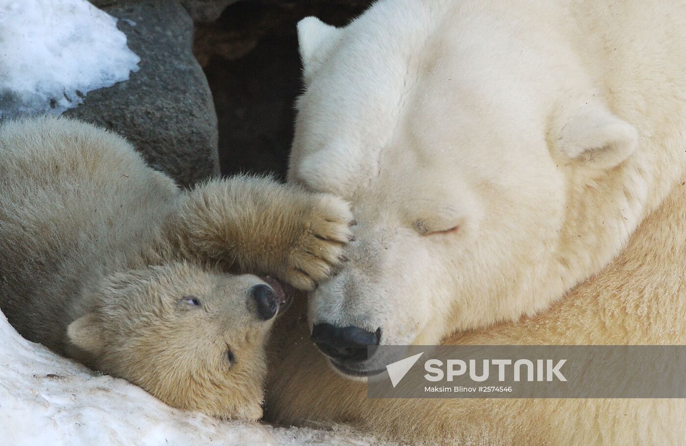 Polar bear cubs born at Moscow Zoo