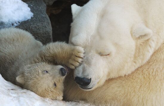 Polar bear cubs born at Moscow Zoo