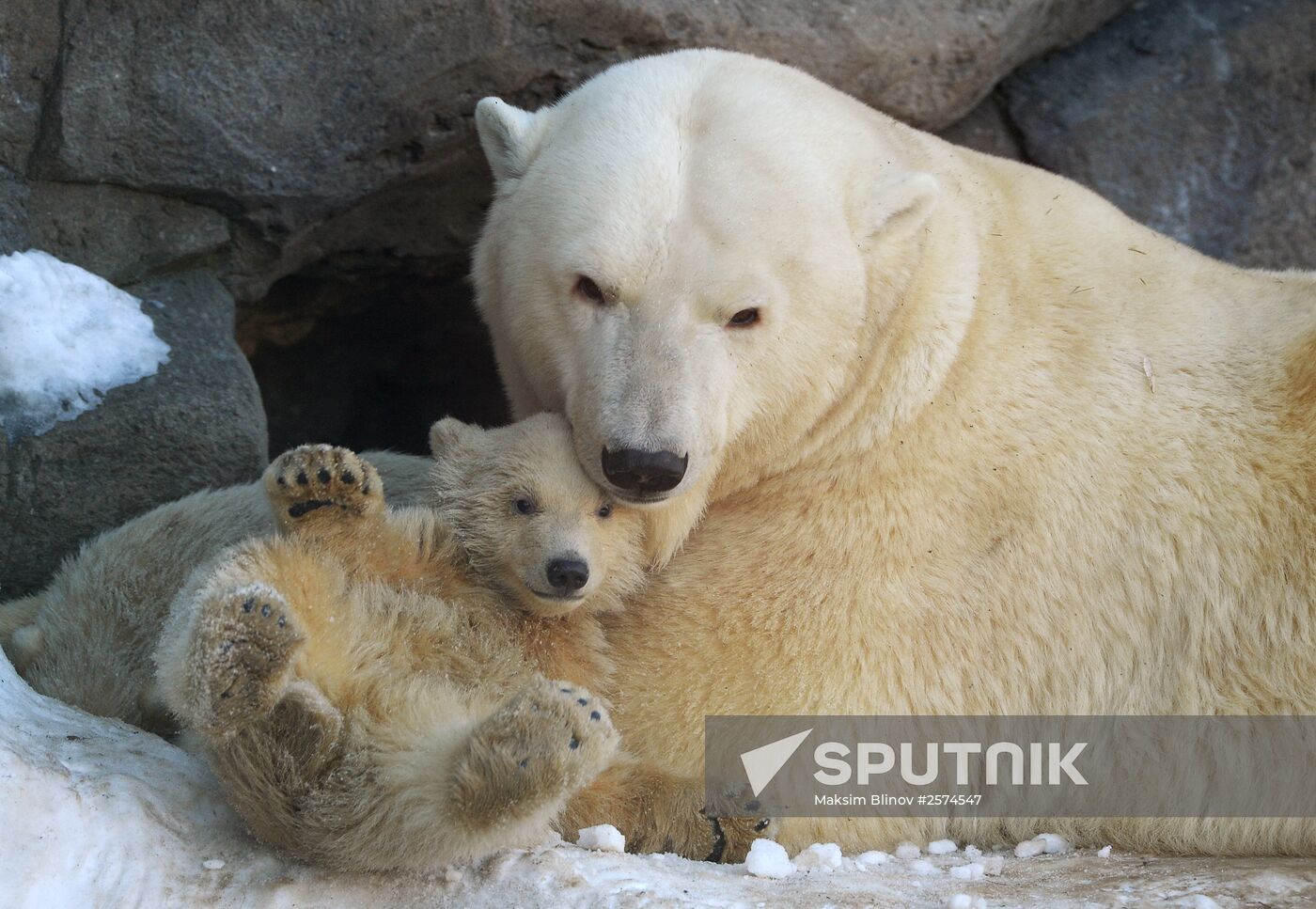 Polar bear cubs born at Moscow Zoo