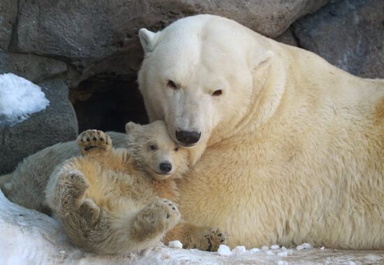 Polar bear cubs born at Moscow Zoo