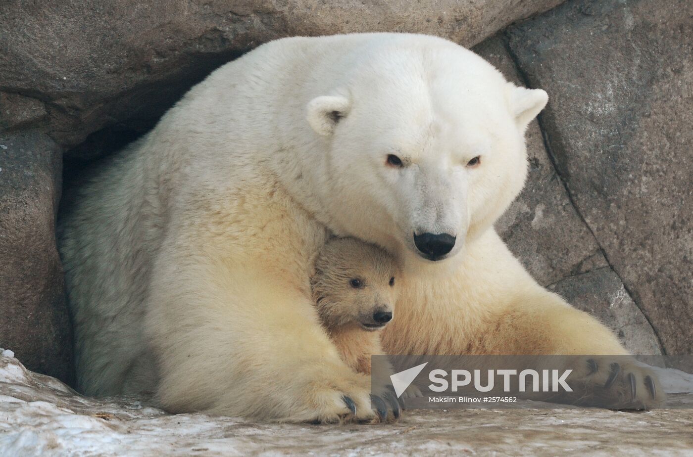 Polar bear cubs born at Moscow Zoo