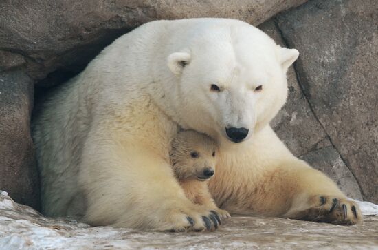 Polar bear cubs born at Moscow Zoo