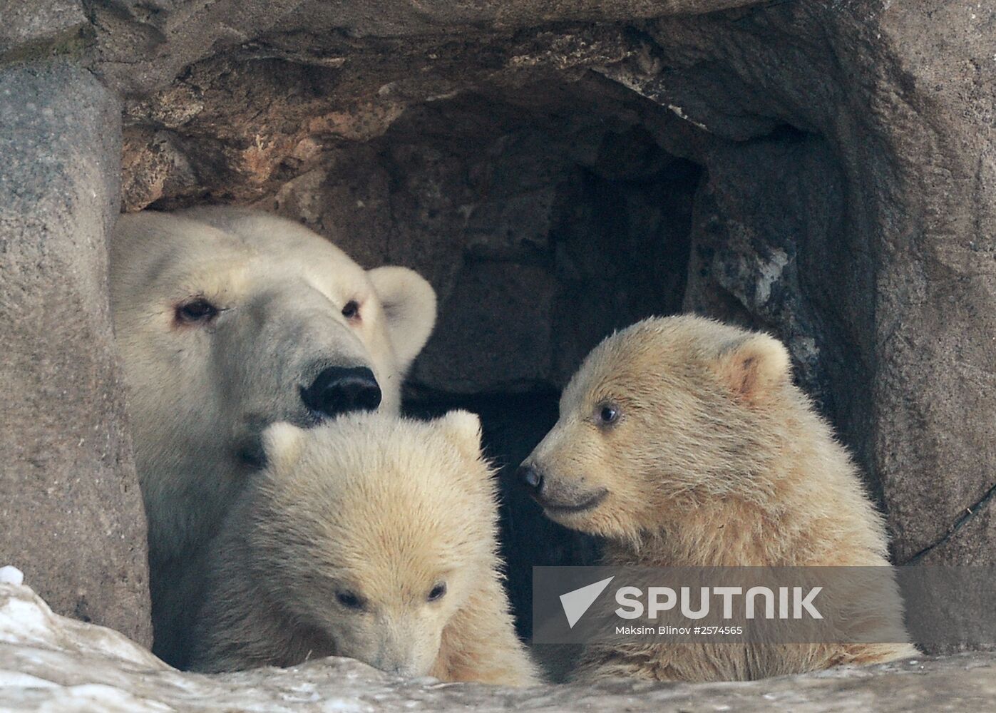 Polar bear cubs born at Moscow Zoo