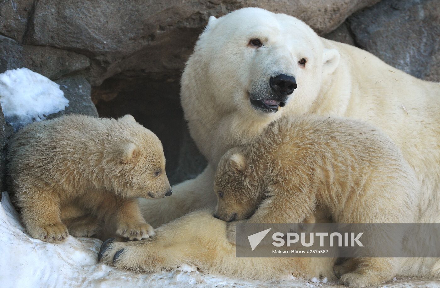 Polar bear cubs born at Moscow Zoo