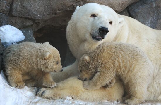 Polar bear cubs born at Moscow Zoo