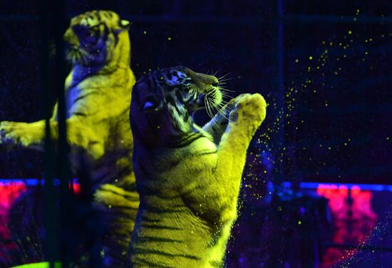 Dress rehearsal of the show "Royal Circus"
